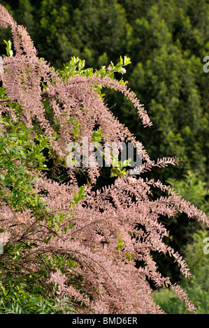 Tamerici (Tamarix) Foto Stock