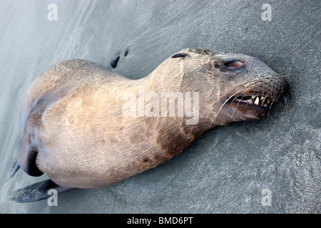 Immaturo Sea Lion 'yearling' deceduto, spiaggia. Foto Stock