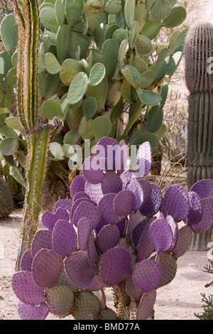 Viola di fico d'india, cactus Opuntia microdasys. Foto Stock