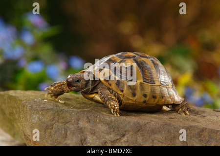 Tartaruga greca / (Testudo hermanni boettgeri) Foto Stock