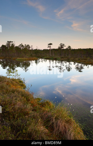 Serata dal pool di palude. Giugno, Estonia Foto Stock