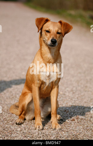 Sitzender Hund / seduta cane Foto Stock