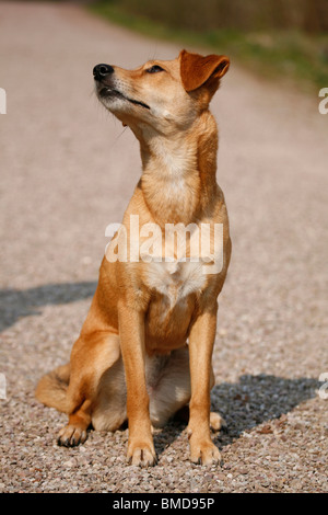 Sitzender Hund / seduta cane Foto Stock
