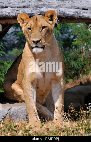 Il leone (Panthera leo) è uno dei quattro grandi felini del genere Panthera, e da un membro della famiglia Felidae. Foto Stock