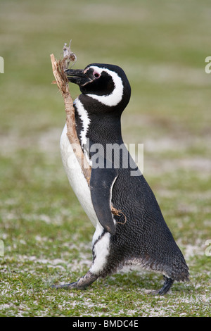 Magellan-Pinguin, Magellanic Penguin, Spheniscus magellanicus, Spiaggia di volontariato, Isole Falkland, che trasportano materiale di nesting Foto Stock