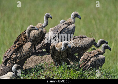 Gruppo di African White-backed avvoltoi, Gyps africanus, il Masai Mara riserva nazionale, Kenya Foto Stock