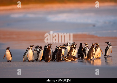 Magellan-Pinguin, Magellanic Penguin, Spheniscus magellanicus, gruppo permanente al volontario Beach, Isole Falkland Foto Stock