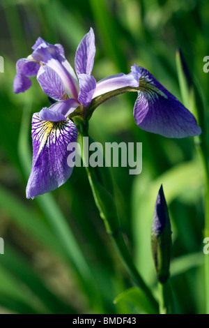 Viola (Iris Iris germanica) noto anche come Rhizomatous o Iris Iris barbuto o Tedesco Iris. Foto Stock