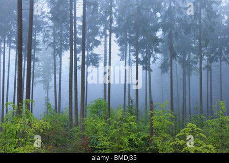 Foresta, in primavera, Odenwald, Hesse, Germania Foto Stock