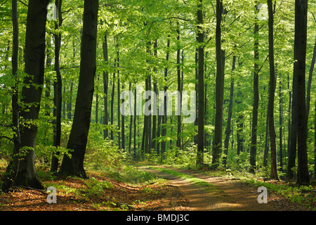 Percorso attraverso il bosco di faggio in primavera, Spessart, Baviera, Germania Foto Stock