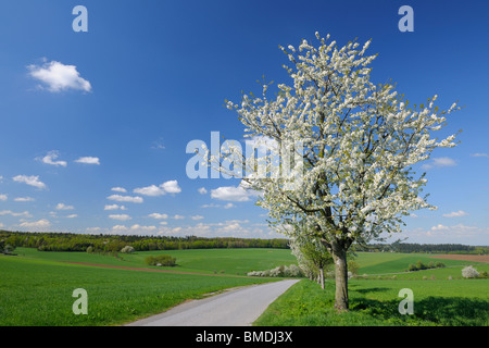 Ciliegi fioriti lungo il percorso in primavera, Vielbrunn, Odenwald, Hesse, Germania Foto Stock