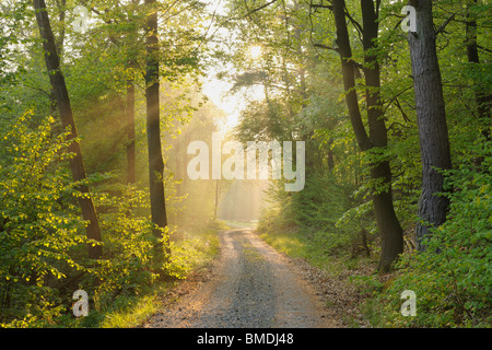 La strada attraverso la foresta, Grossheubach, Spessart, Baviera, Germania Foto Stock