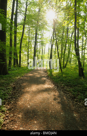 Percorso attraverso il bosco di faggio in primavera, Parco Nazionale Hainich, Turingia, Germania Foto Stock