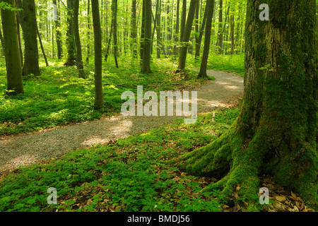 Percorso attraverso il bosco di faggio in primavera, Parco Nazionale Hainich, Turingia, Germania Foto Stock
