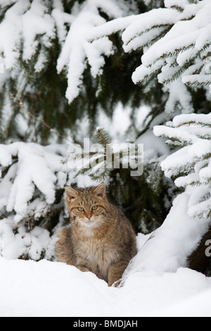 Ritratto di Gatto selvatico europeo Foto Stock