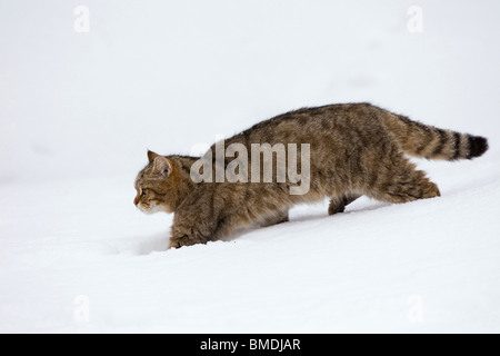 Ritratto di Gatto selvatico europeo Foto Stock