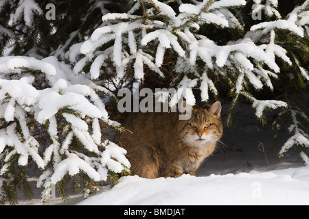 Ritratto di Gatto selvatico europeo Foto Stock