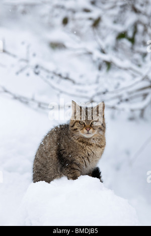 Ritratto di giovane europeo Wildcat Foto Stock