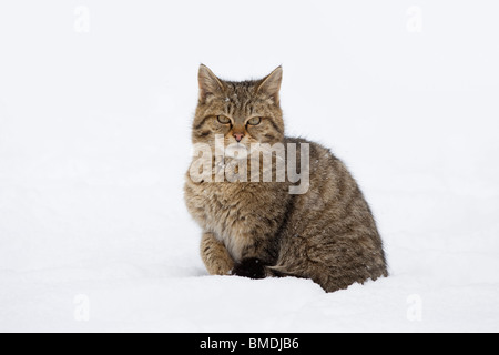 Ritratto di giovane europeo Wildcat Foto Stock
