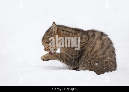 Ritratto di giovane europeo Wildcat Foto Stock