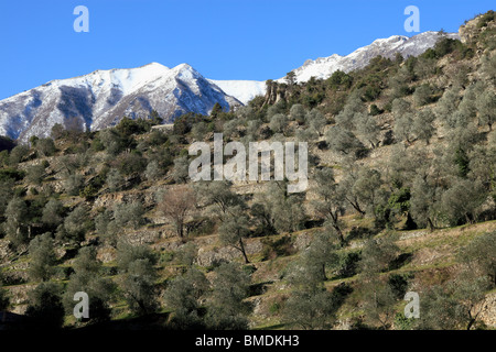 Albero di olivo campo nella campagna delle Alpi Marittime nel parco nazionale del Mercantour Foto Stock