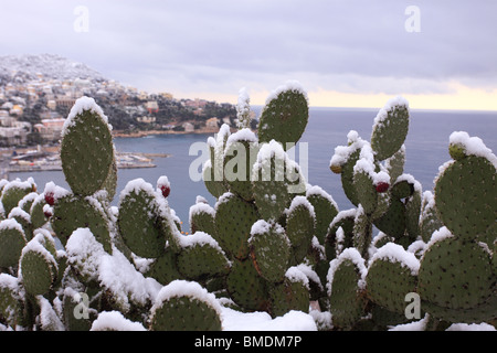 Nevicato cactus nel periodo invernale nella bella città. Neve in Costa Azzurra è rara e accadere circa ogni dieci anni. Foto Stock