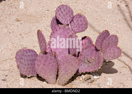 Viola di fico d'india, cactus Opuntia microdasys. Foto Stock