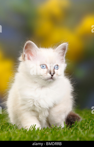 Gatto Sacri di Birmania, gattino, 7 settimane / Birman Foto Stock