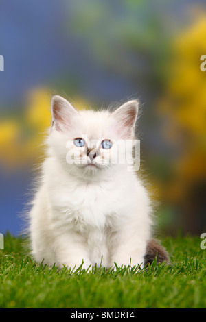 Gatto Sacri di Birmania, gattino, 7 settimane / Birman Foto Stock