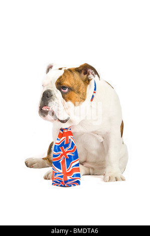 Un triste guardando 6 mese precedente British Bulldog indossando un Unione Jack pareggio contro un bianco puro (255rgb) sfondo. Foto Stock