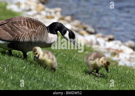 Canada Goose e Goslings, Branta canadensis, alimentazione. Montvale, New Jersey, STATI UNITI D'AMERICA Foto Stock