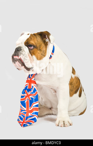 Un triste guardando 6 mese precedente British Bulldog indossando un Unione Jack pareggio contro una (229rgb) uno sfondo grigio. Foto Stock