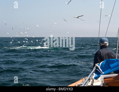 Il capitano guarda i gabbiani (prevalentemente gabbiani reali) su un Humpback Whale ingombro, in Trinity Bay, Terranova, Canada Foto Stock