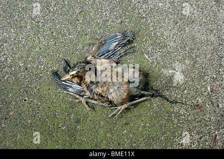 Baby blackbird che è caduto dal suo nido su un patio e morto a Londra, Regno Unito Foto Stock