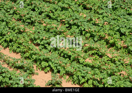 Righe di bussole di patate in un campo Foto Stock