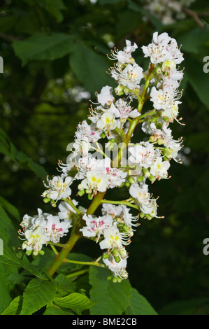 Ippocastano fiore Foto Stock
