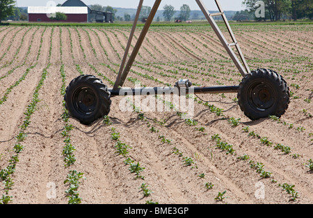 Mecosta, Michigan - Le ruote di irrigazione di un impianto sprinkler in filari di piante di patate su una grande fattoria in Western Michigan. Foto Stock