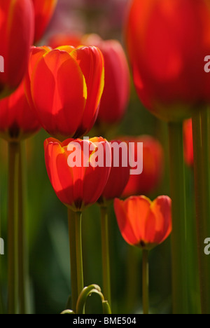 Rosso scarlatto i tulipani vicino fino a giardini Keukenhof Lisse Paesi Bassi Olanda UE Europa Foto Stock