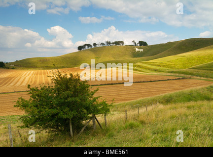 Famoso Cherhill white horse vicino a Corsham Wiltshire, Inghilterra UK GB EU europe Foto Stock