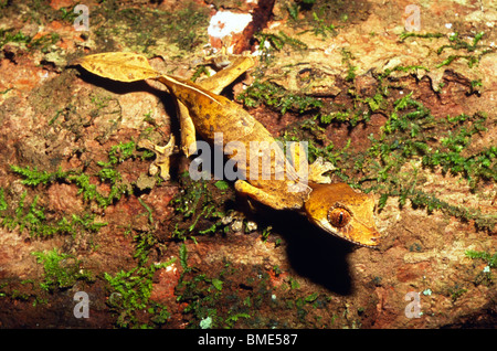 Spearpoint foglia-tailed gecko (Uroplatus ebenaui), Montagne de Ambre Parco nazionale del Madagascar Foto Stock