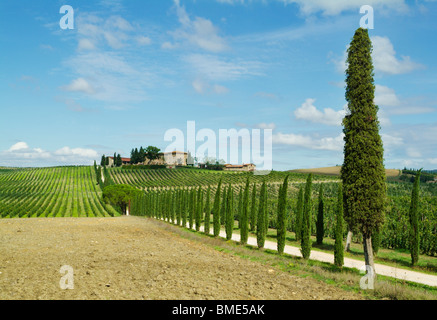 Filari di viti in un vigneto con un cipresso foderato di unità di ingresso di Colle di Val d'Elsa Toscana Italia Europa UE Foto Stock
