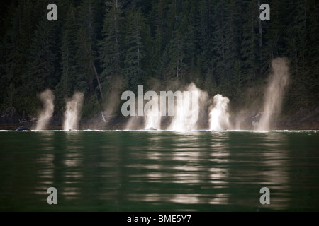 Un grande baccello di balene Humpback schizzando in distanza che essi si muovono attraverso il passaggio di Stephens Foto Stock
