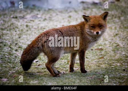 La volpe di accoppiamento giardino Kent REGNO UNITO LA FAUNA SELVATICA ANIMALI FOX STAGIONE VIXEN animale sessualmente attive paese urbano Foto Stock