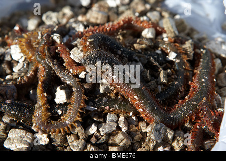 Borsa del mare ragworm esche da pesca nella vermiculite usato un supporto di memorizzazione nel Regno Unito Foto Stock