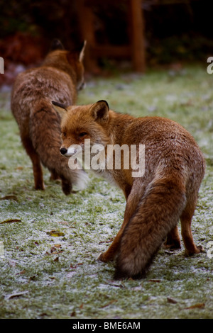 La volpe di accoppiamento giardino Kent REGNO UNITO LA FAUNA SELVATICA ANIMALI FOX STAGIONE VIXEN animale sessualmente attive paese urbano Foto Stock