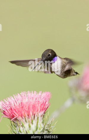 Black chinned Hummingbird e California Thistle Foto Stock
