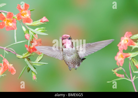 Anna's Hummingbird in Scarlet Monkey Flower Foto Stock