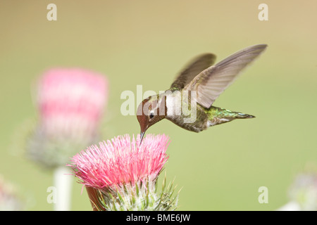 Anna e Hummingbird California Thistle Foto Stock