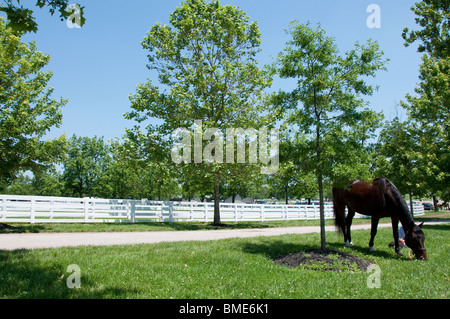 Cavallo al pascolo il Kentucky Horse Park. Foto Stock