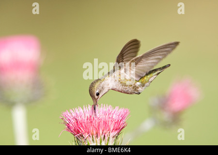 Femmina di Anna Hummingbird e California Thistle Foto Stock